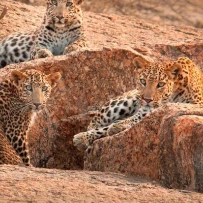Jawai Leopard Safari Packages