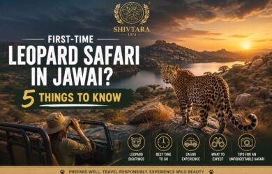 Leopard Safari in Jawai 5 Things Every Visitor Should Know